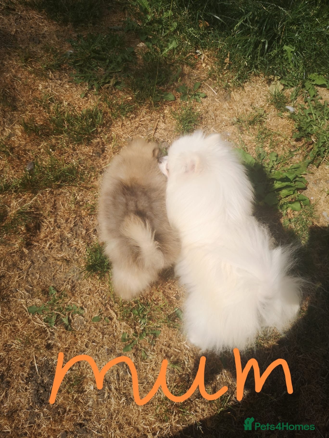 Pomeranian dogs KC registered pomeranian puppies for sale  - Advert 1