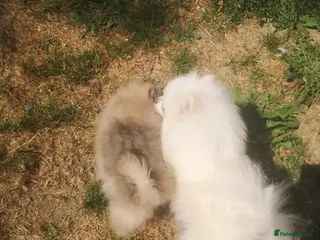 Pomeranian dogs KC registered pomeranian puppies for sale - Advert 1