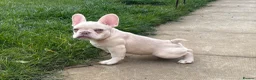 French Bulldog dogs for sale: Beautiful Frenchie Females - Advert 33