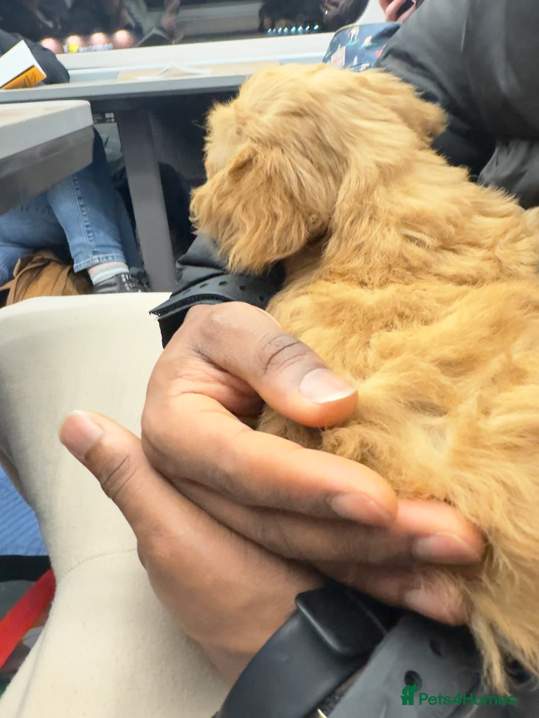 Cockapoo dogs for sale: Beautiful Cockapoo  - Advert 4