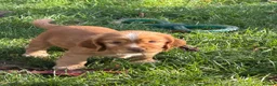 Cocker Spaniel dogs for sale: KC Reg Cocker Spaniel Pups Full DNA 5⭐️ Licensed  - Advert 5