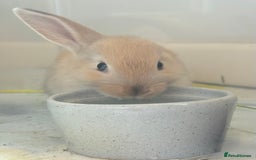 Lionhead rabbits for sale: Teddy Double & Single Lionhead Price starts at £35 - Image 18