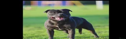 Staffordshire Bull Terrier dogs for sale: Staffordshire bull terrier {Blue} - Advert 6
