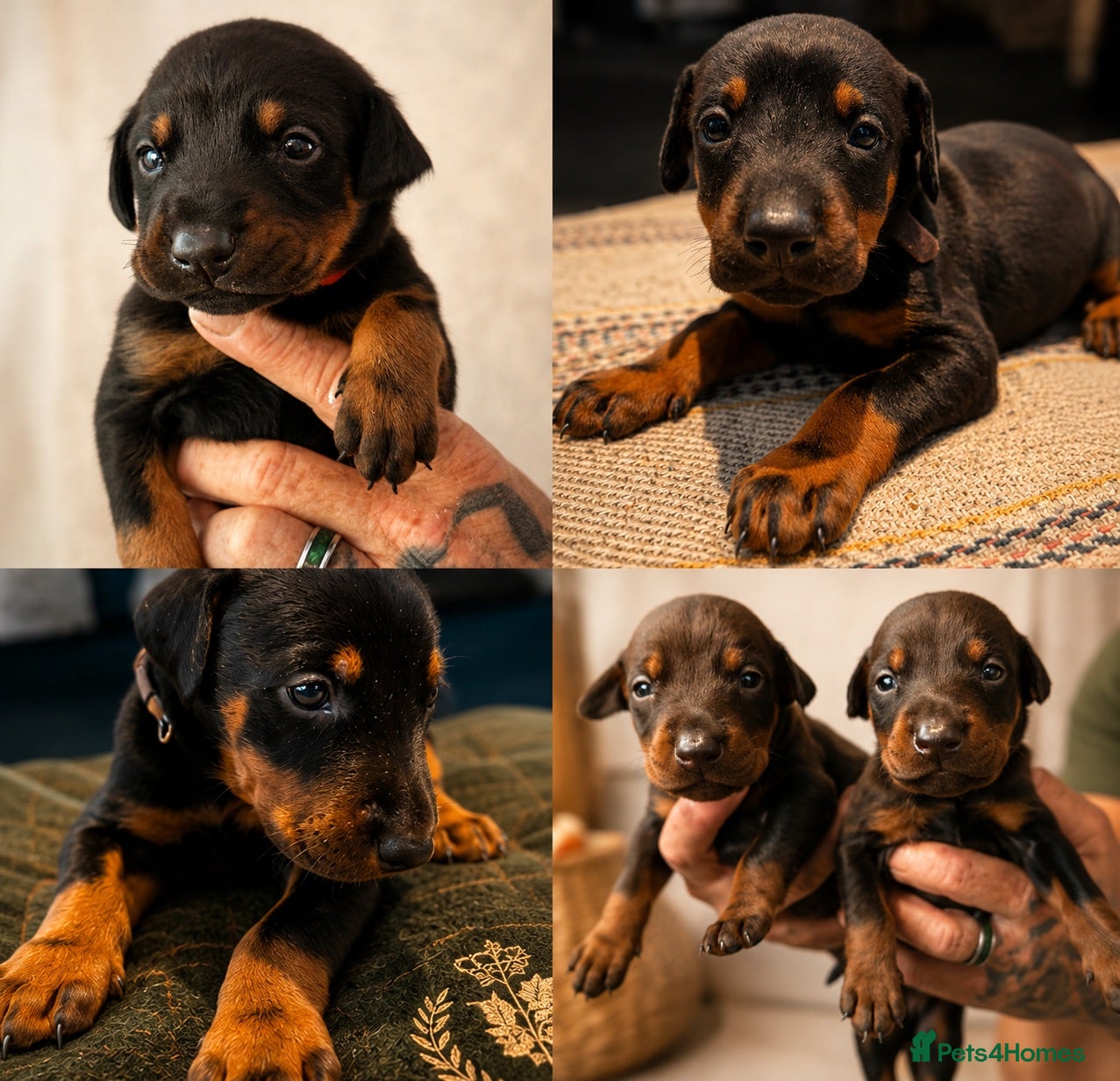 Dobermann dogs Dobermann Pups - Advert 13
