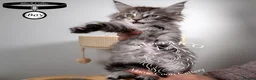Maine Coon cats for sale: 💚Stunning XL TICA-registered Maine Coon Kittens  - Advert 23