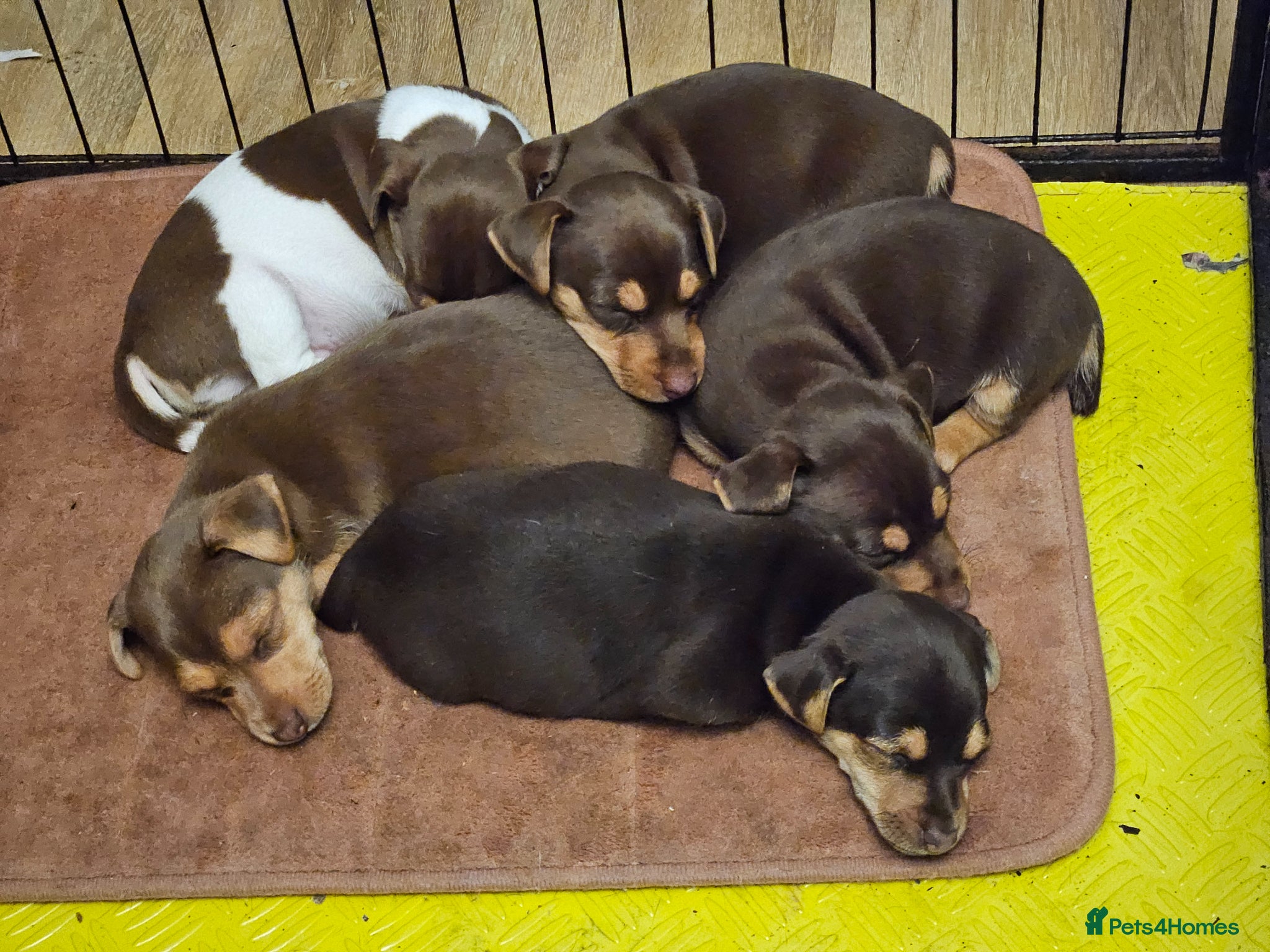 Jack Russell dogs Jack Russell pups  - Advert 1