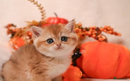 British Shorthair cats for sale: British SH and LH available  - Image 8