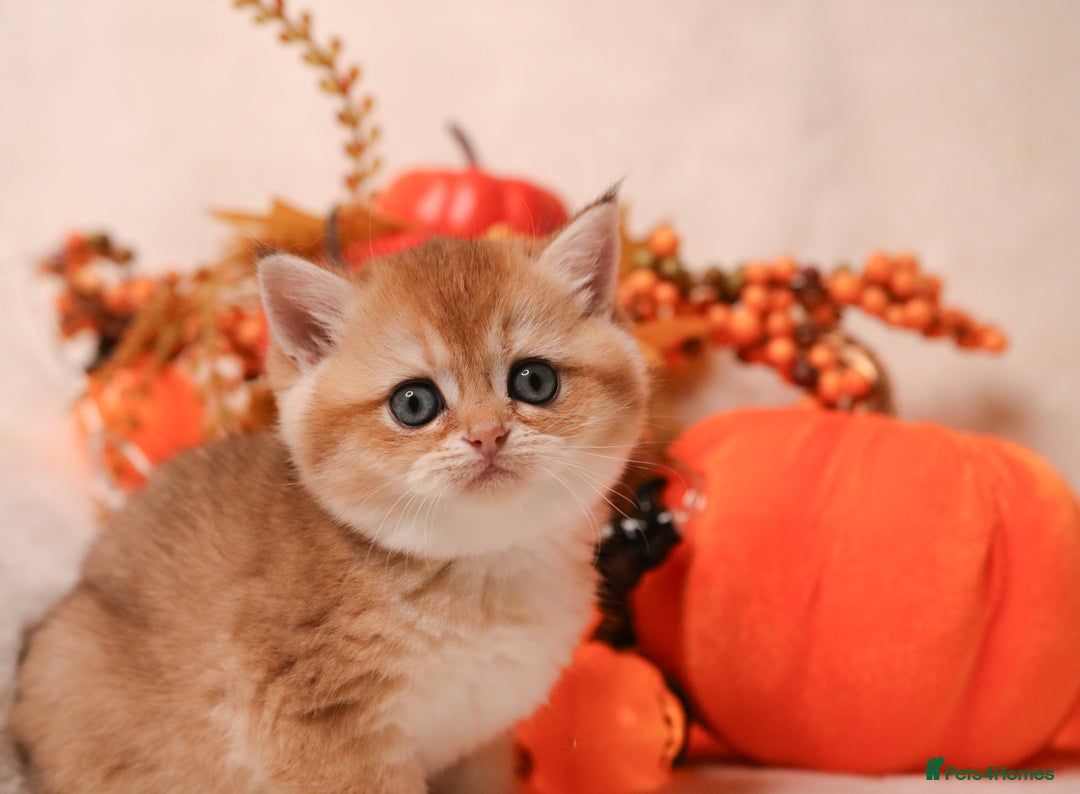 British Shorthair cats for sale: British SH and LH available  - Image 8