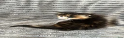 Maine Coon cats for sale: 2 beautiful Maine coon kittens - Advert 14