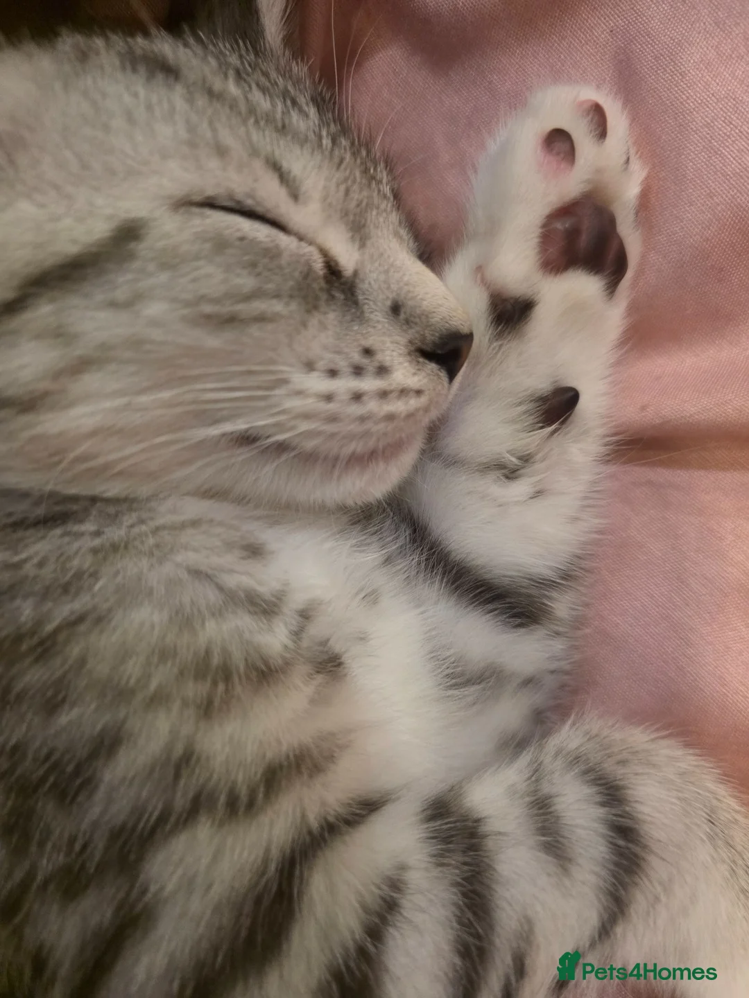 Domestic Shorthair cats for sale: Meet Snowflake  in Harrow - Advert 4
