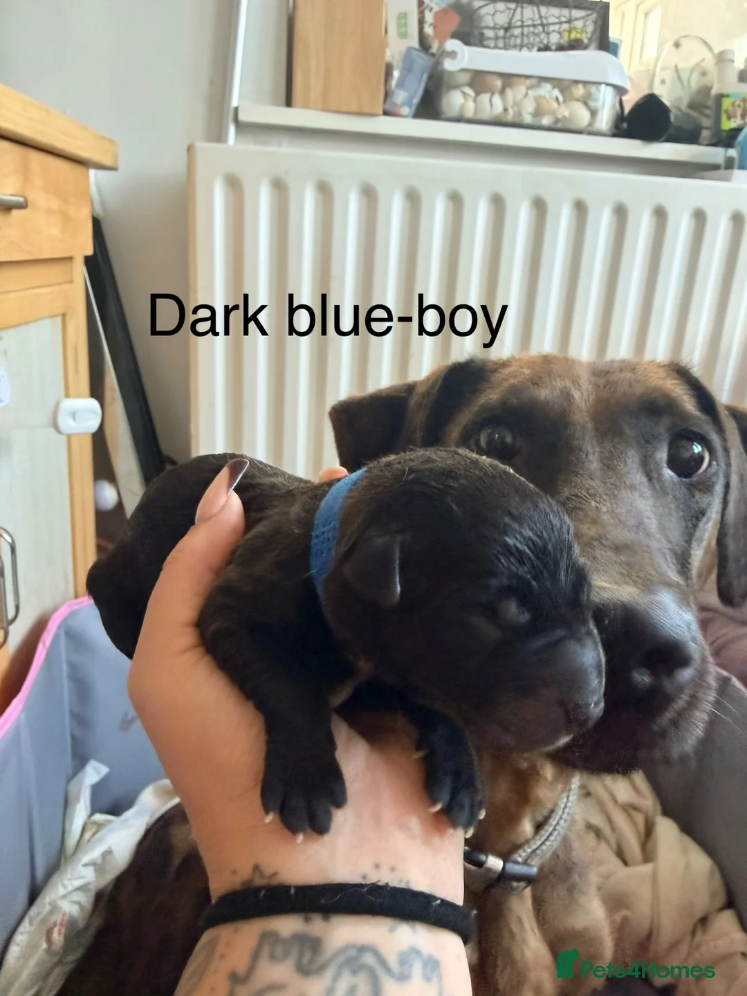 Mixed Breed dogs for sale: Belgian mali cross puppies  - Advert 8