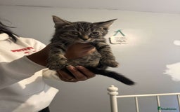 Ragdoll cats for sale: Ragdoll x bengal //// bengal x tabby - Image 26