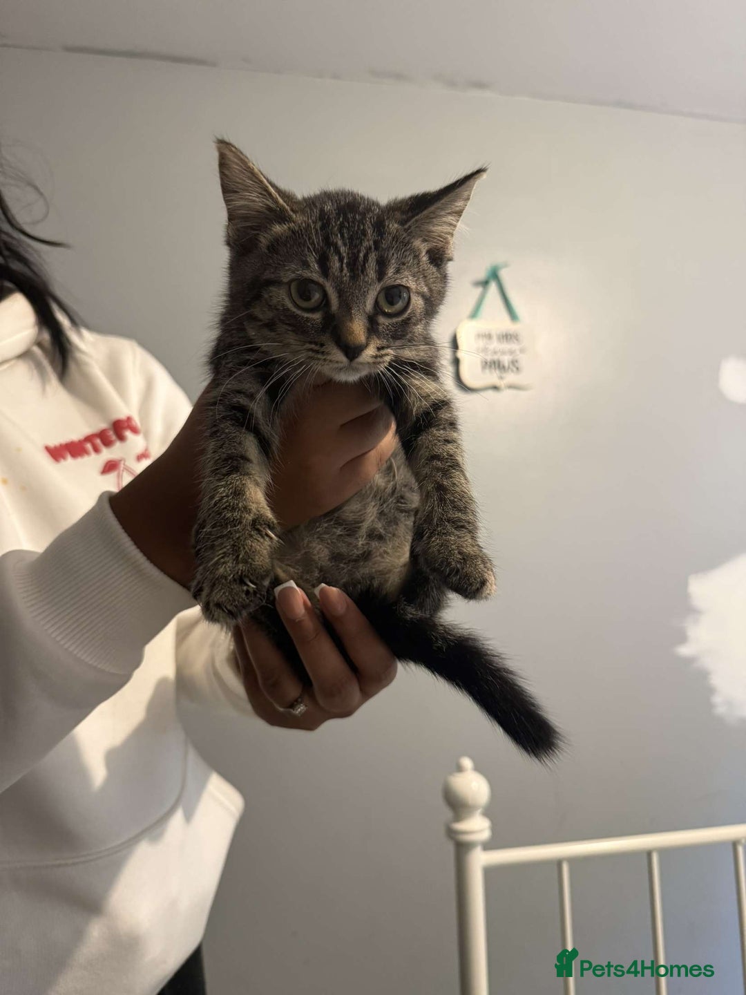 Ragdoll cats for sale: Ragdoll x bengal //// bengal x tabby - Image 26