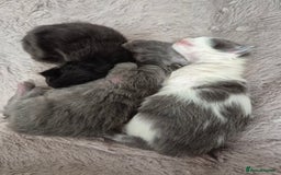 Maine Coon cats for sale: Adorable Maine Coon Kittens - Image 6