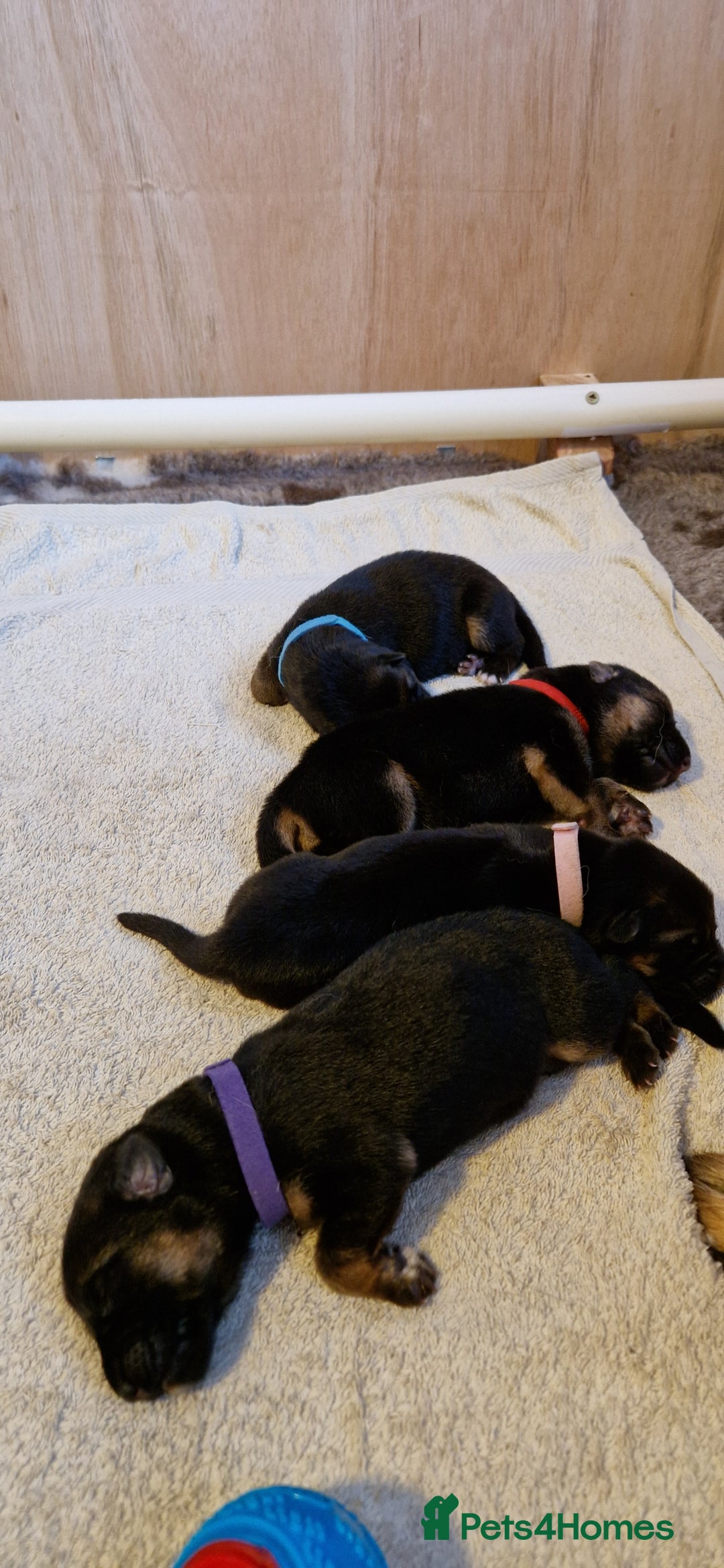 German Shepherd dogs for sale: KC registered German shepherd puppies - Image 5