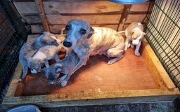 Whippet dogs for sale: Kc whippets - Image 8
