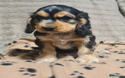 Cocker Spaniel dogs for sale: KC reg Sable Show Type Cocker Spaniels  - Image 7
