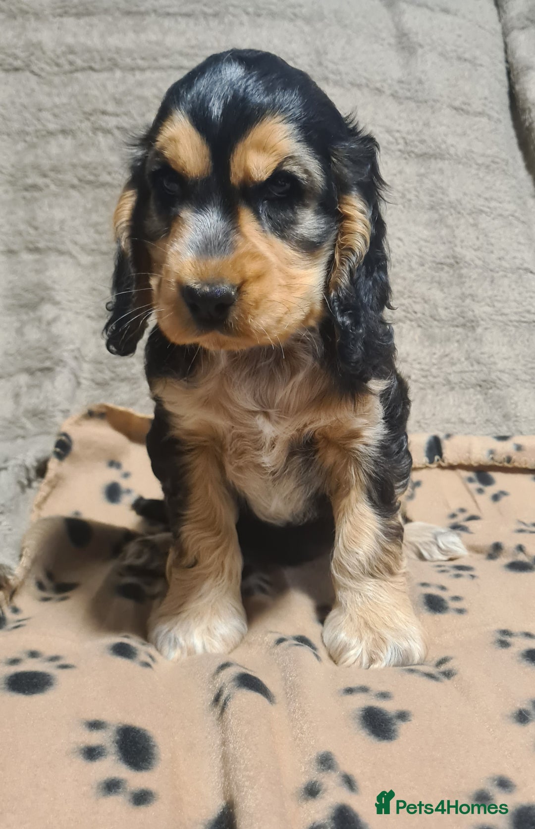Cocker Spaniel dogs for sale: KC reg Sable Show Type Cocker Spaniels  - Image 7