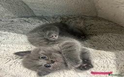 British Shorthair cats for sale: Pedigree Blue British Shorthair 💙💙💙💗💗💗💗 - Image 22
