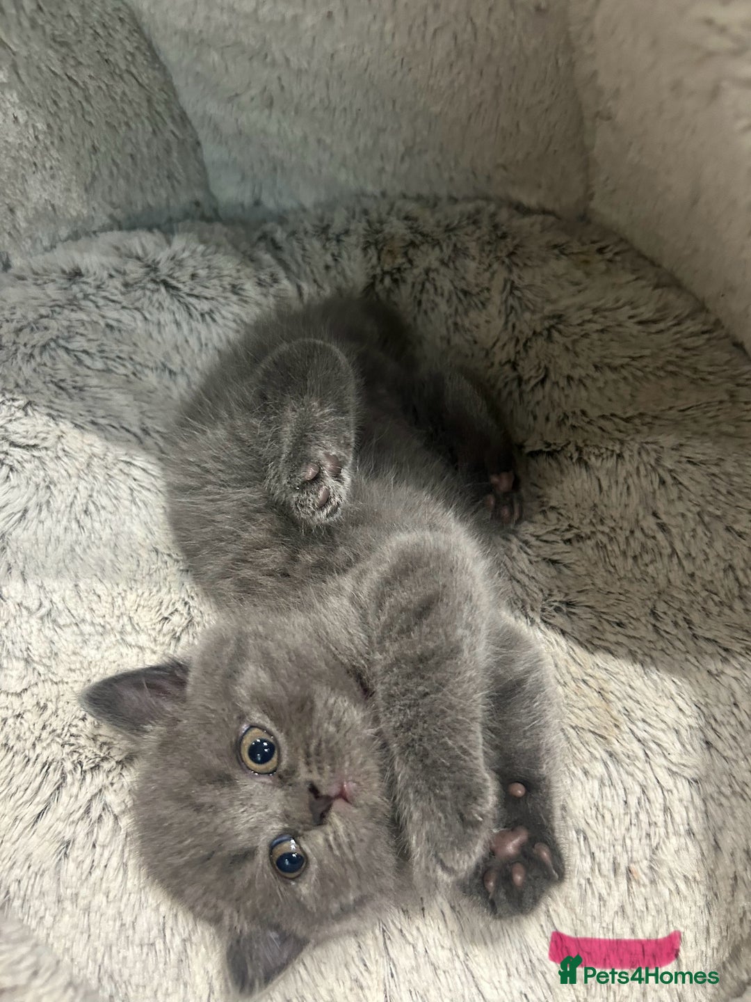 British Shorthair cats for sale: Pedigree Blue British Shorthair 💙💙💙💗💗💗💗 - Image 22