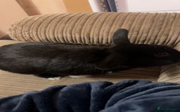 Mixed Breed rabbits for sale: Pair of rabbits for rehoming asap - Advert 5