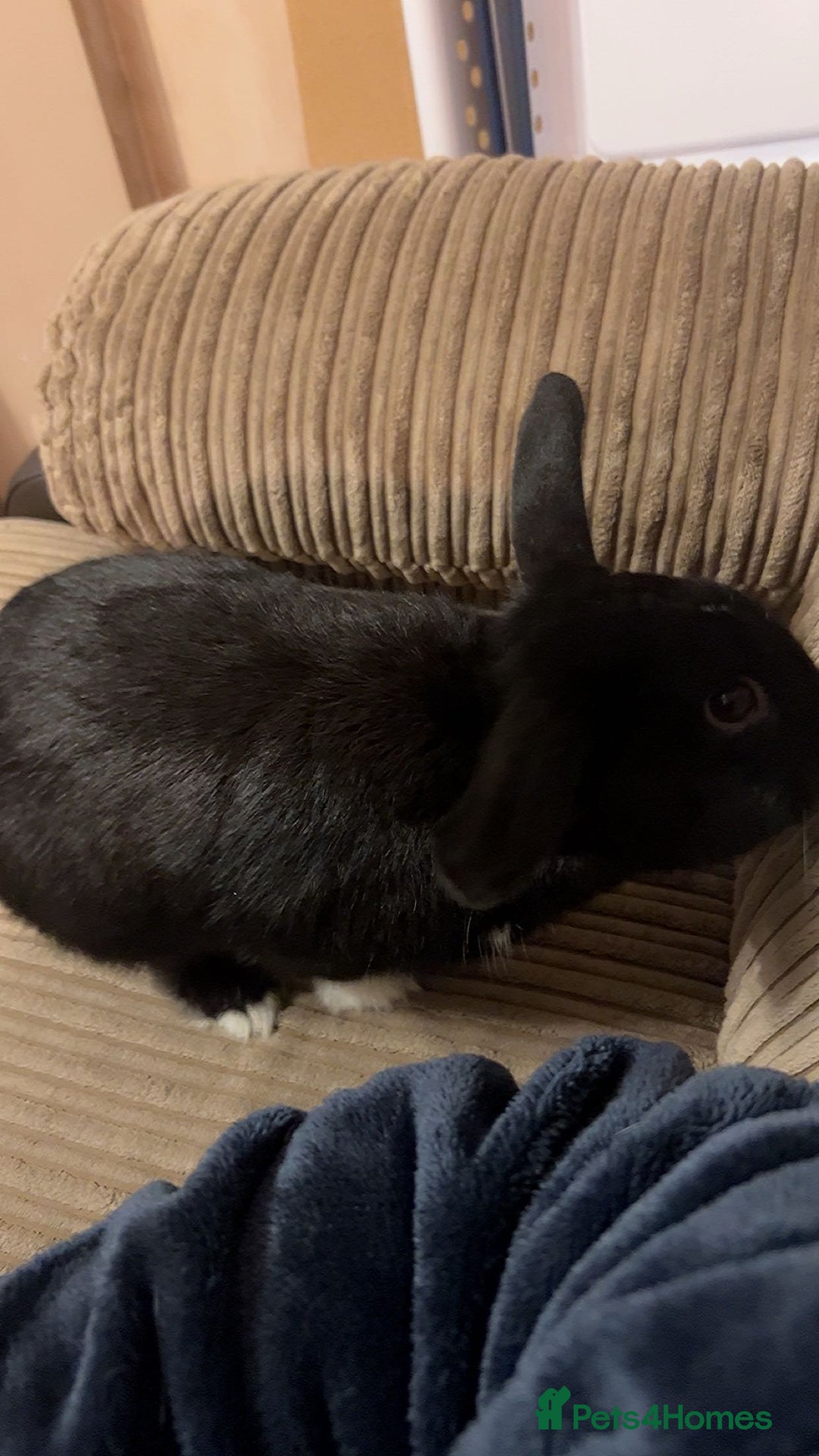 Mixed Breed rabbits for sale: Pair of rabbits for rehoming asap - Advert 5