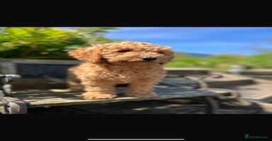Miniature Poodle dogs - Advert 6