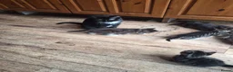 Mixed Breed cats for sale: Lots of lovely sociable kittens - Advert 3