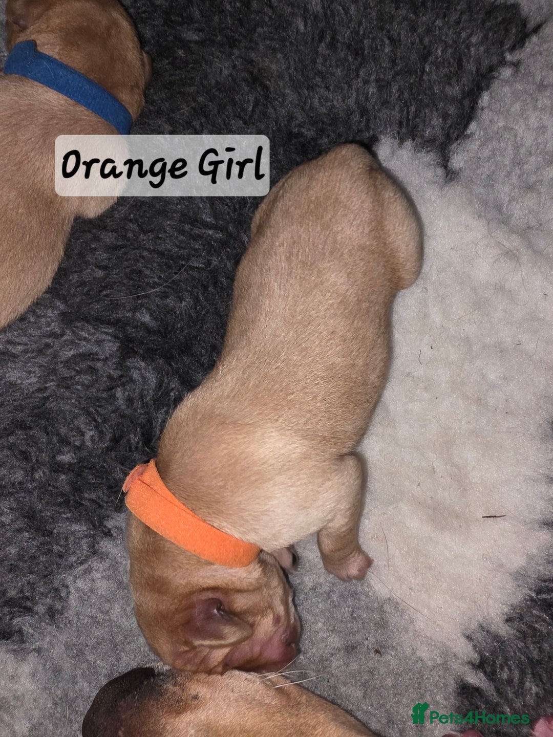 Labrador Retriever dogs for sale: Gorgeous Labrador puppies - Advert 21