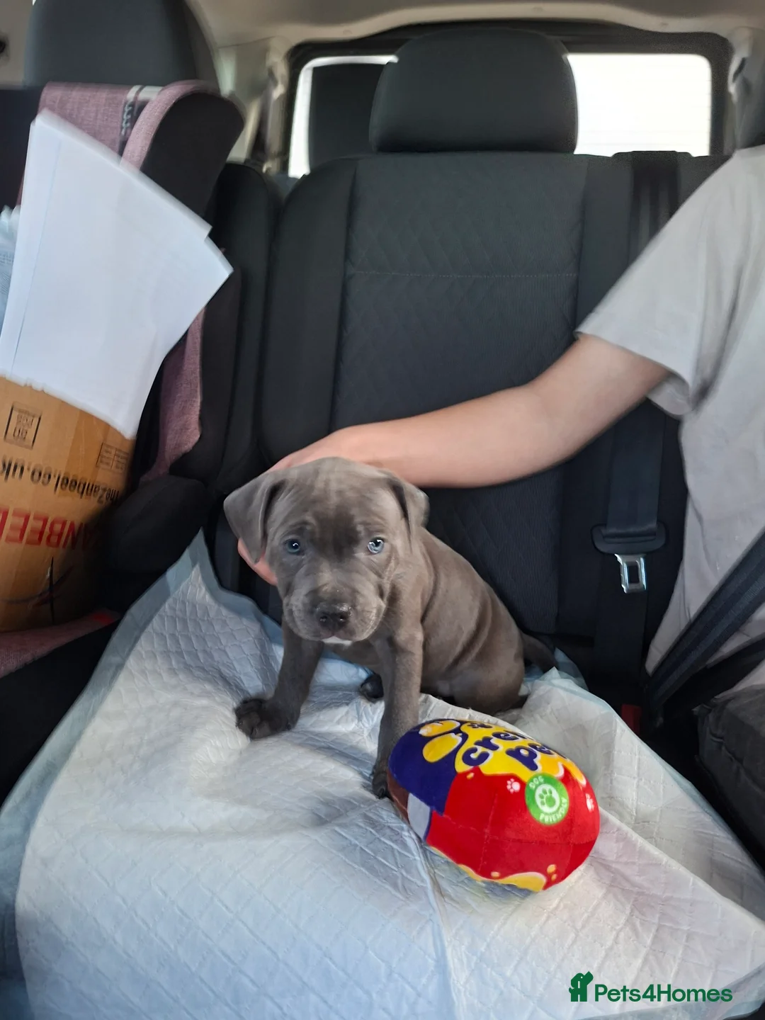 Staffordshire Bull Terrier dogs for sale: Blue staffie  - Advert 2