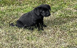 Labrador Retriever dogs for sale: Labrador Puppies  - Image 16