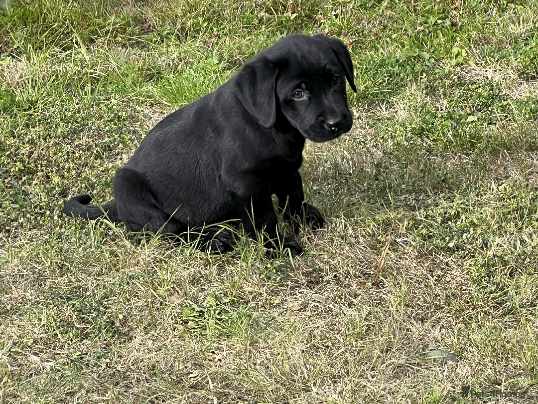 Labrador Retriever dogs for sale: Labrador Puppies  - Image 16