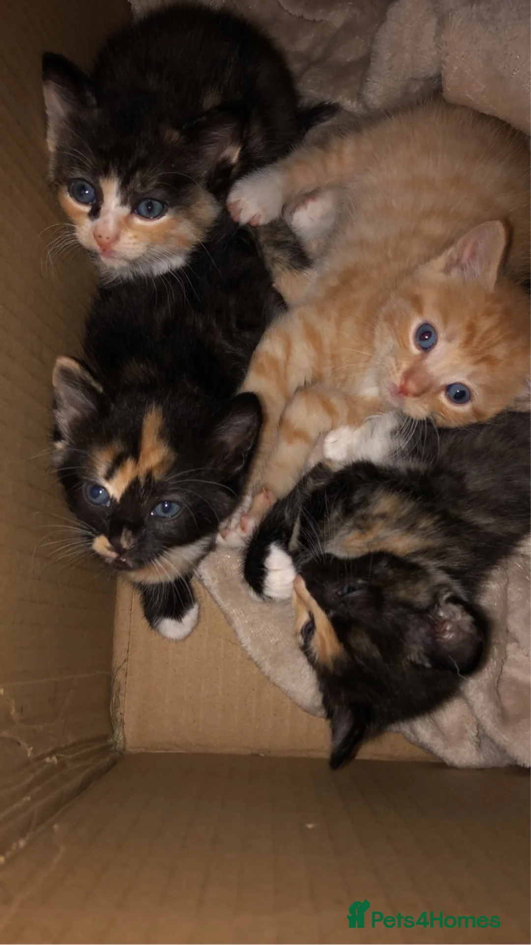Mixed Breed cats for sale: 3 calico kittens in Wrexham - Advert 14
