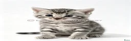 Egyptian Mau cats for sale: TICA reg SNOW LEOPARD EGYPTIAN MAU X BENGAL  - Advert 14