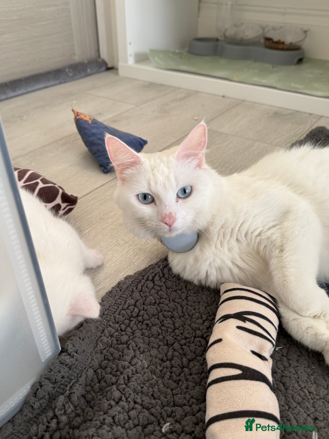 Turkish Angora cats for sale: Cute Turkish Angora x British Shorthair Kittens - Advert 6