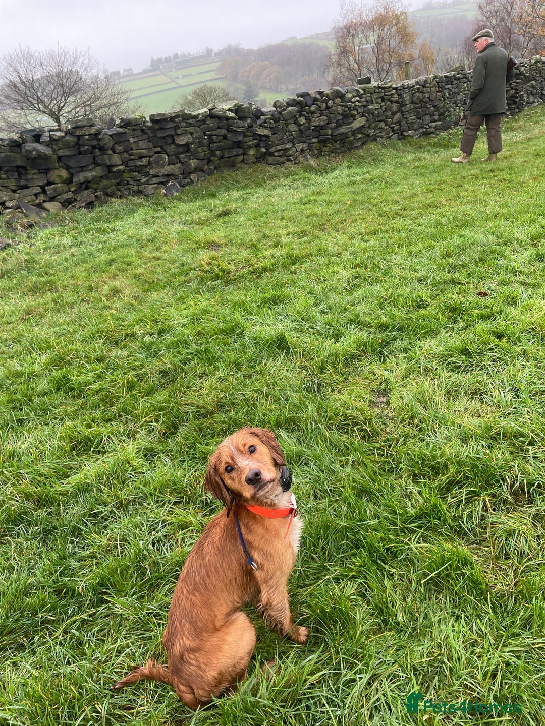 Cocker Spaniel dogs for stud: PROVEN KC working cocker  - Advert 5