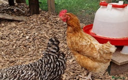 Chickens poultry for sale: Shaver brown chickens - Image 5