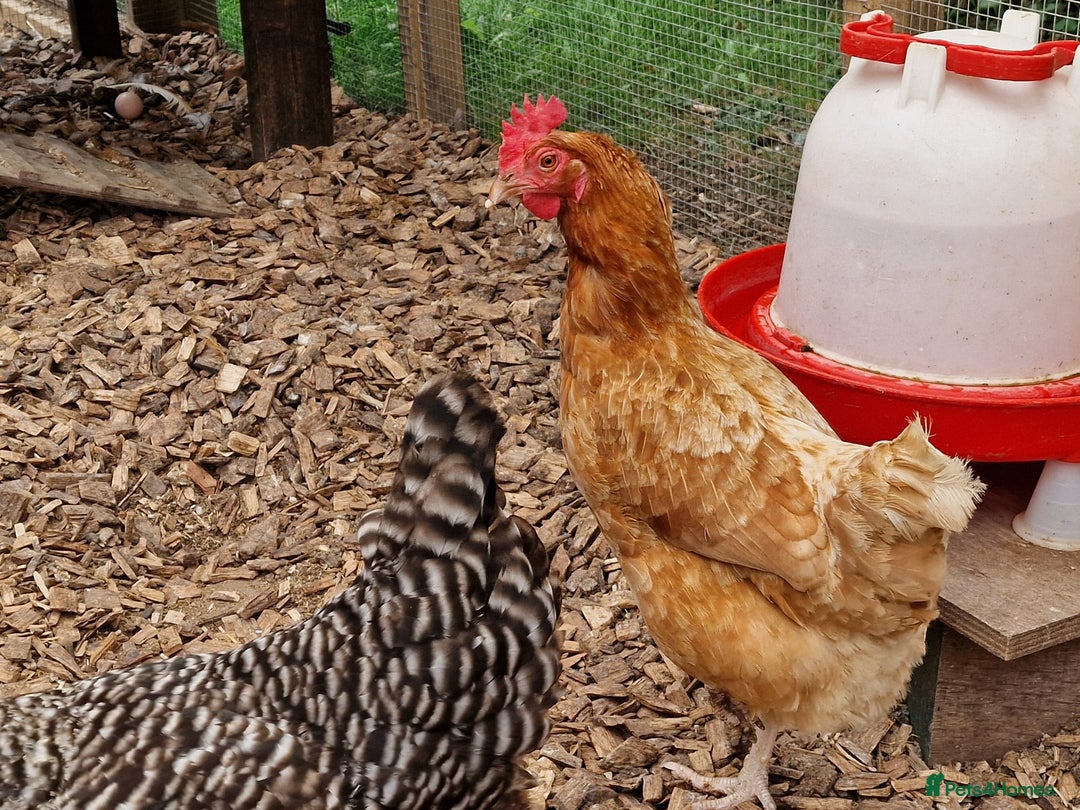 Chickens poultry for sale: Shaver brown chickens - Image 5