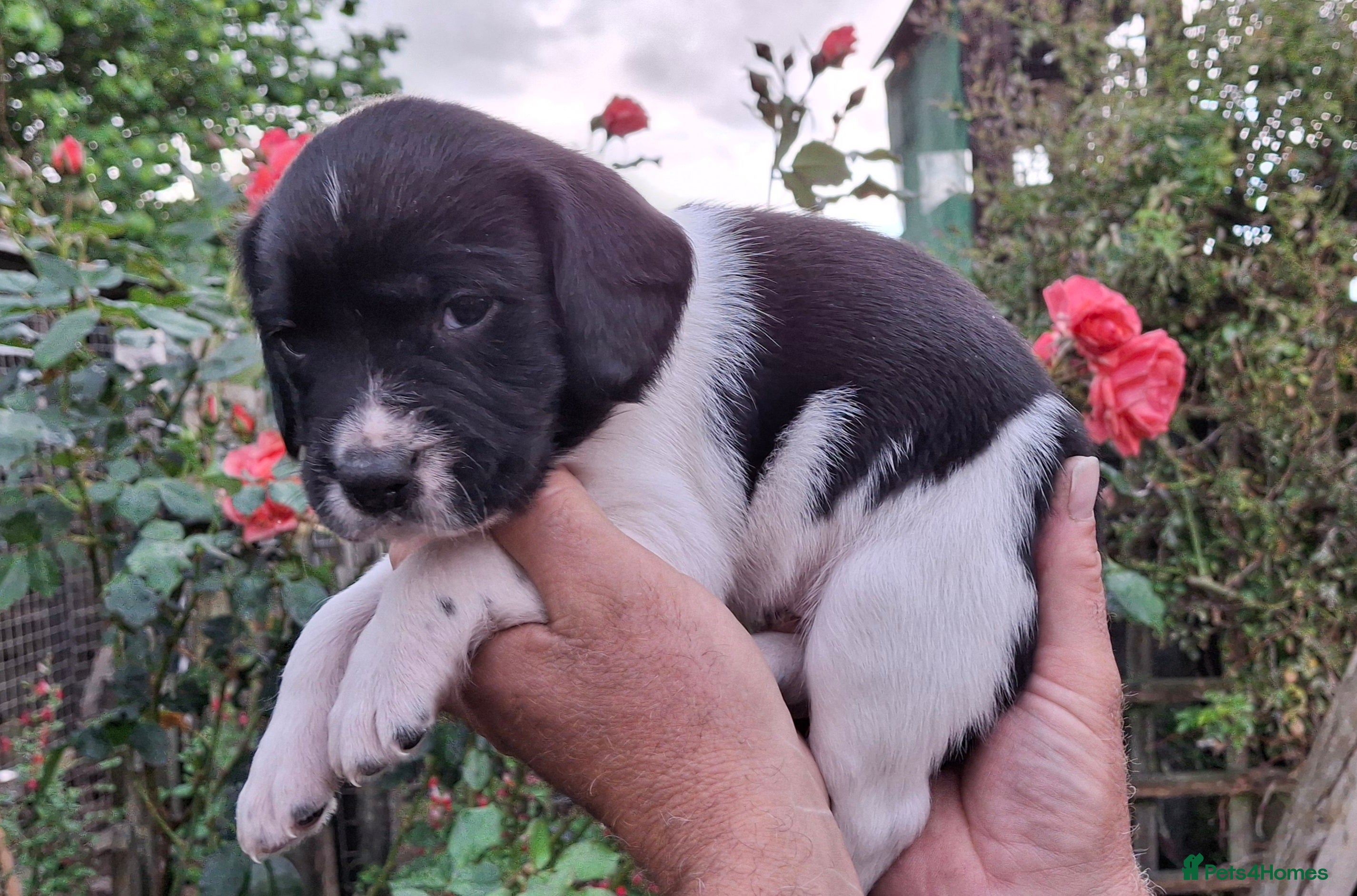 Springador dogs for sale: Springador  in Diss - Advert 8