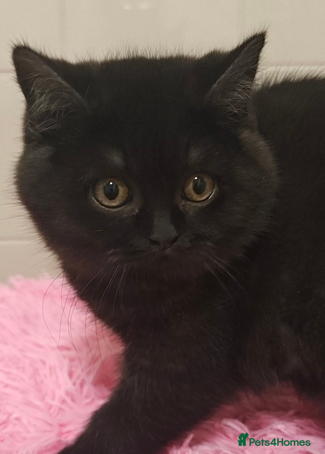 British Shorthair cats for sale: Last blue girl  BSH TICA  registered  - Advert 35