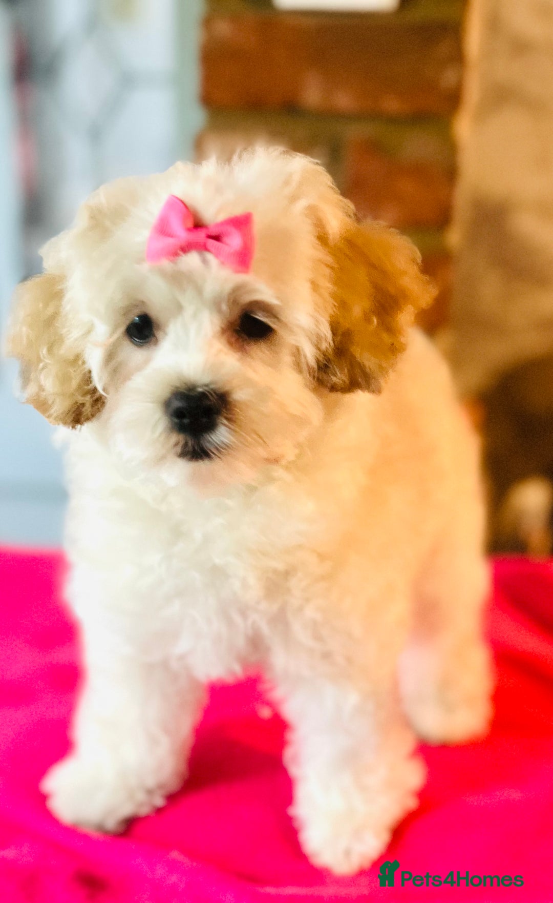 Mixed Breed dogs for sale: ⭐️ FABULOUS PETS ~TOY MALTIPOOS ~ HEALTH TESTED ⭐️ - Image 5