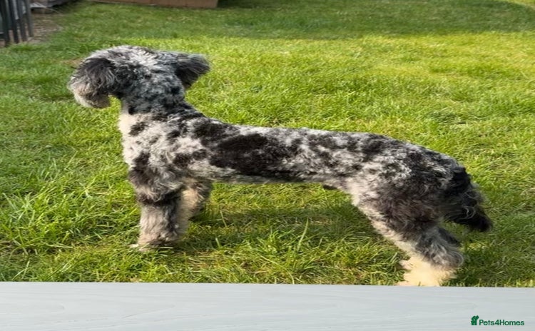 Miniature Poodle dogs in Shildon - Advert 1