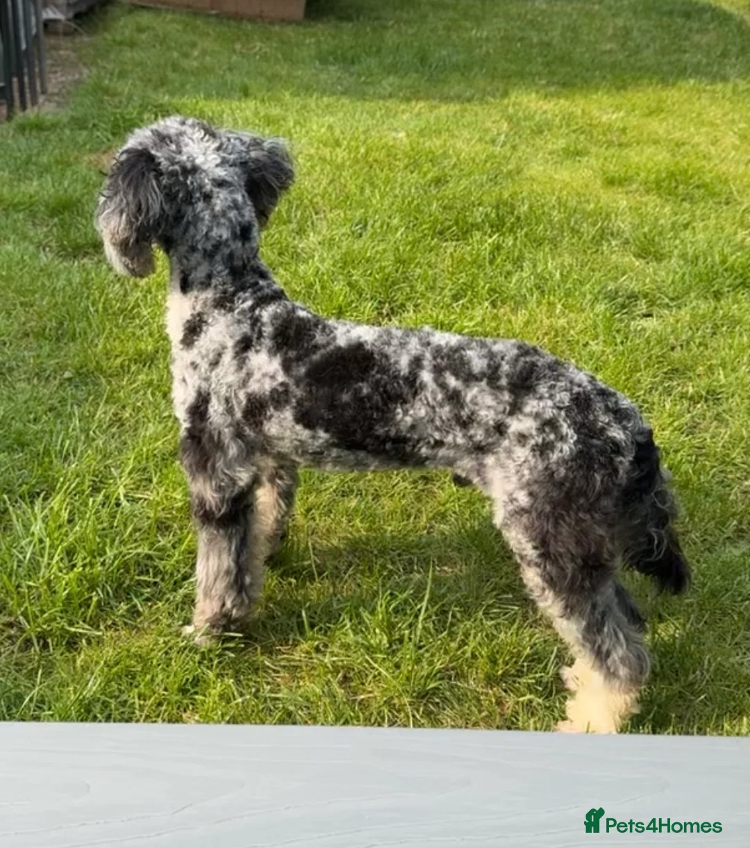 Miniature Poodle dogs for stud: Toy Merle poodle stud  in Shildon - Advert 1