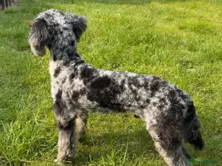 Miniature Poodle dogs Toy Merle poodle stud in Shildon - Advert 4
