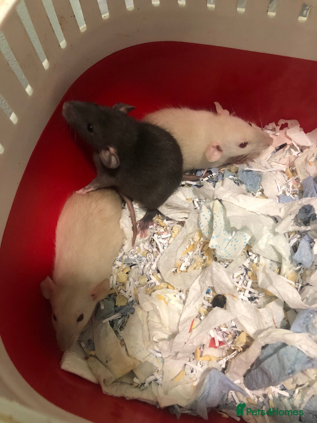 Rat rodents for sale: Baby dumbo rats - Advert 3