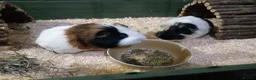 Guinea Pig rodents for sale: Gunnie pigs hand fed, trained very friendly in Loughton - Advert 7