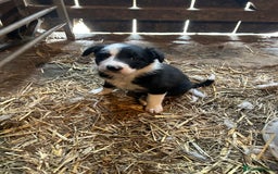 Border Collie dogs for sale: Border collie pups - Image 10