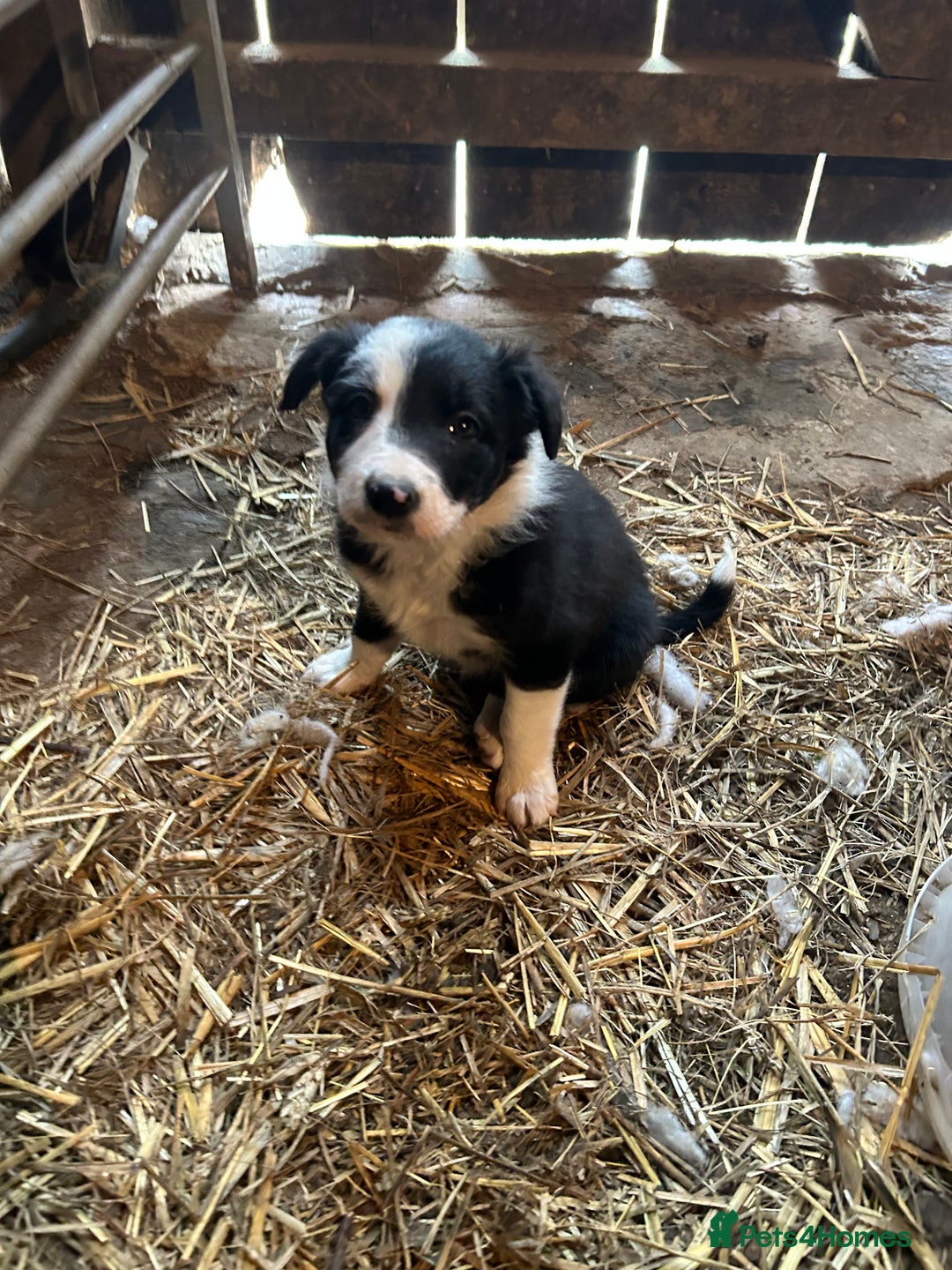 Border Collie dogs for sale: Border collie pups - Image 10