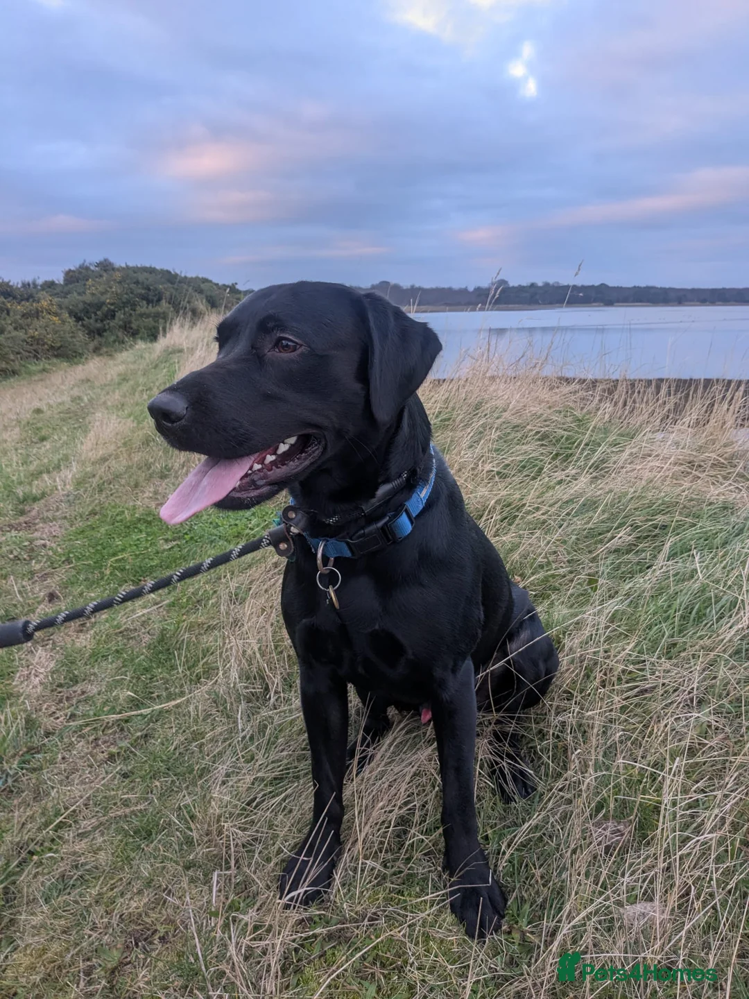 Labrador Retriever dogs for stud: Gorgeous Labrador retriever "PROVEN STUD" in Haddington - Advert 3