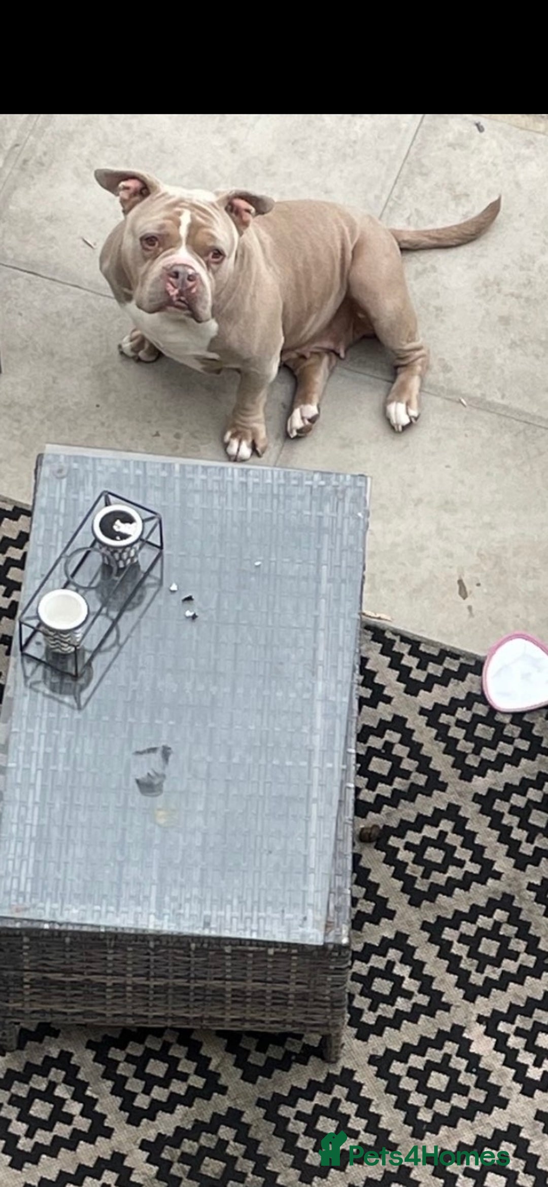 American Bully dogs for sale: 6 stunning American bully’s for sale  - Image 9